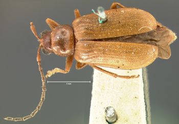 Media type: image; Entomology 18307   Aspect: habitus dorsal view